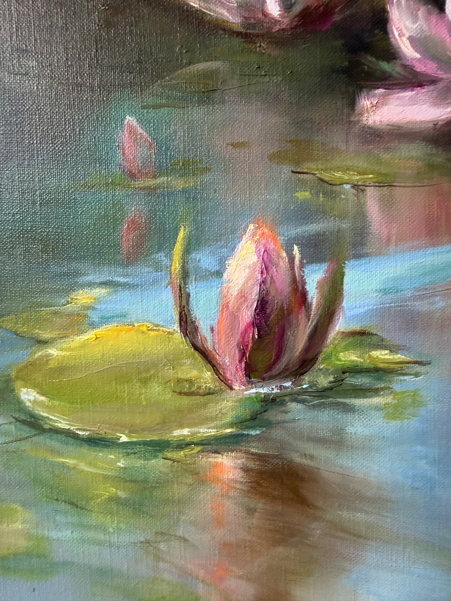 Close up of a pink lotus flower on a lily pond. 